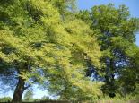 TREES AND SHRUBS Beech tree - Adam Cormack